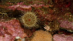 Isoparactis fionae