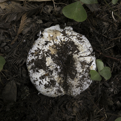 Russula brevipes acrior