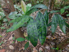 Dracaena surculosa