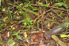 Lampropeltis micropholis