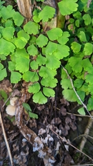 Adiantum raddianum
