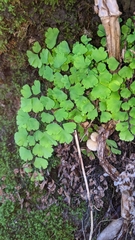Adiantum raddianum