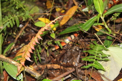 Lampropeltis micropholis