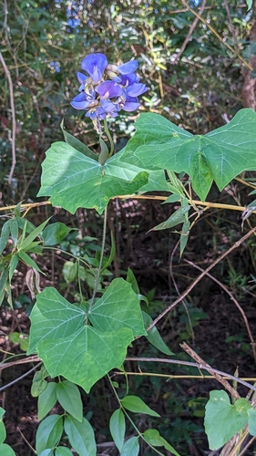 Pachyrhizus erosus