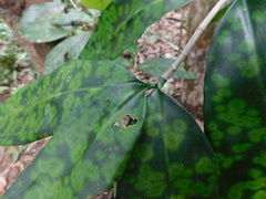 Dracaena surculosa