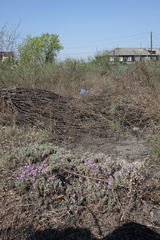 Oxytropis borissoviae