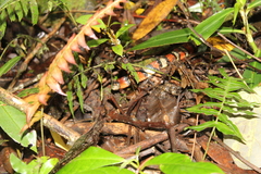 Lampropeltis micropholis