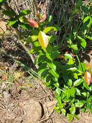 Xylosma flexuosa