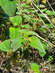Miconia crenata