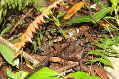 Lampropeltis micropholis