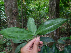 Dracaena surculosa