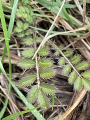 Argentina anserinoides