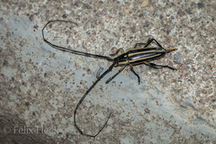 Sphaenothecus trilineatus