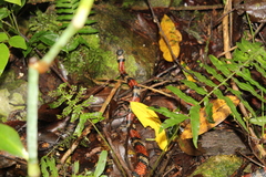 Lampropeltis micropholis