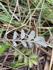 Argentina anserinoides