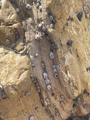 Balanomorpha