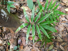 Taenitis blechnoides