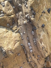 Balanomorpha