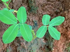 Arachis