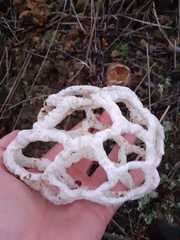 Ileodictyon cibarium