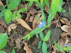 Commelina auriculata