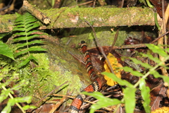 Lampropeltis micropholis