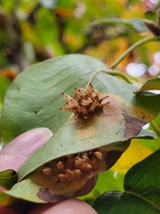 Gymnosporangium sabinae