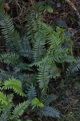 Pellaea falcata