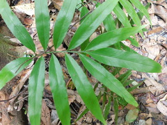 Taenitis blechnoides