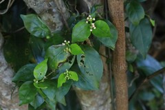 Gynochthodes jasminoides