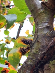 Gymnosporangium sabinae