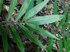 Taenitis blechnoides