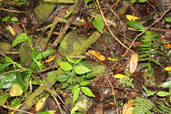 Lampropeltis micropholis