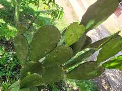 Opuntia cacanapa