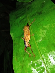 Eubliastes adustus