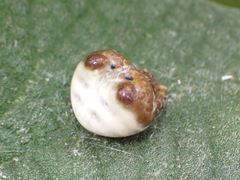 Mastophora cornigera