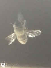 Apis mellifera
