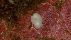 Diaulula punctuolata