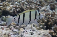 Acanthurus triostegus