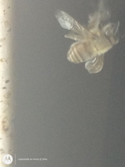 Apis mellifera