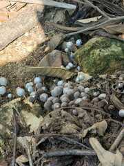 Coprinellus disseminatus