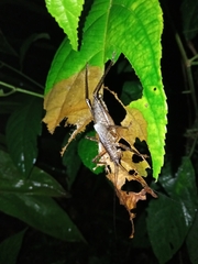 Tettigoniidea