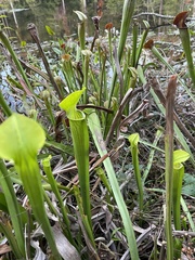 Sarracenia alata