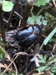 Pleocoma dubitabilis dubitabilis