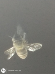 Apis mellifera