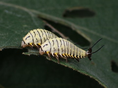 Physonota alutacea