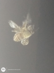 Apis mellifera