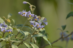 Solanum granulosoleprosum