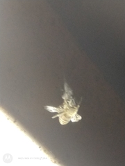Apis mellifera