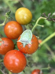 Arvelius albopunctatus